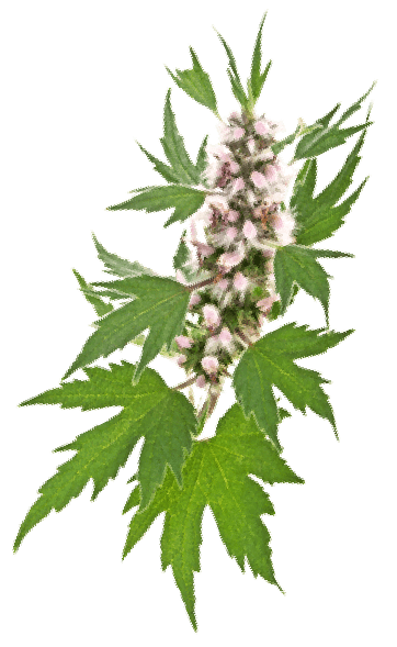 pustyrnyk