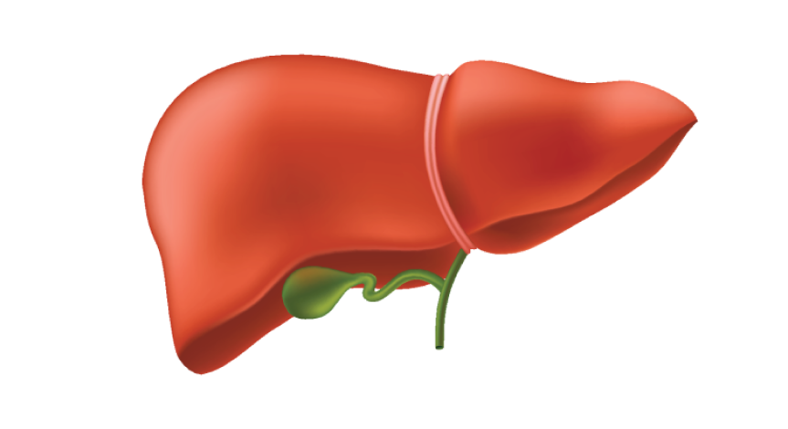 liver